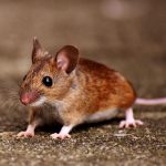 Basmi Tikus